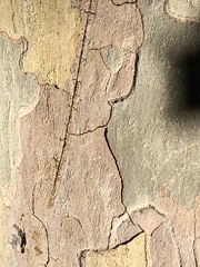Platanus