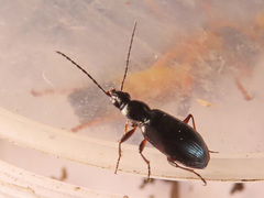 Agonum micans