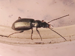 Agonum micans