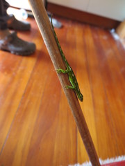 Naultinus gemmeus