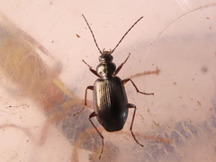 Agonum micans