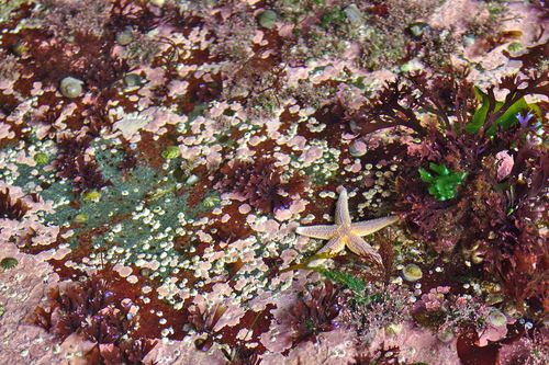 Common Sea Star photographed in Maine