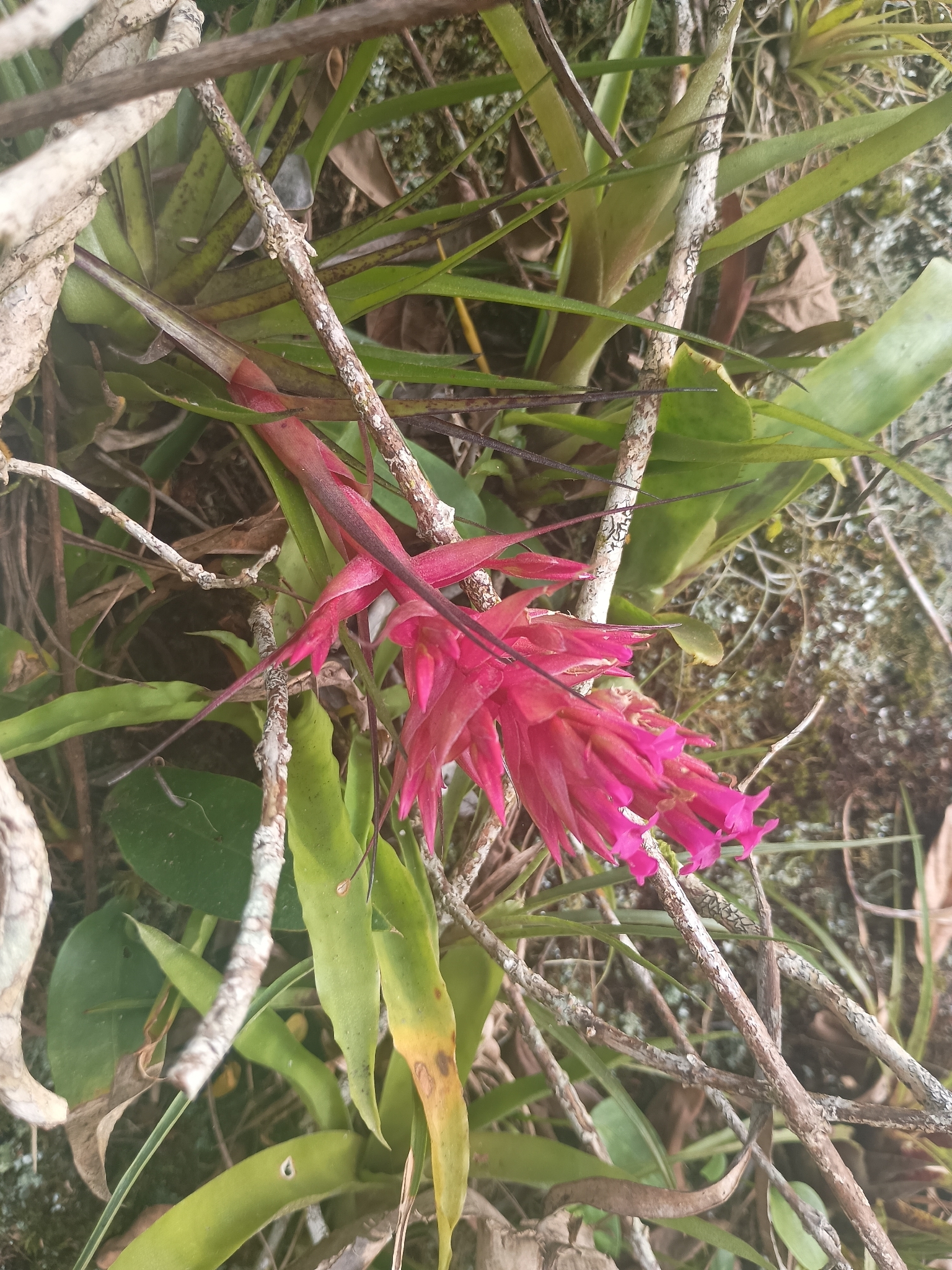 Tillandsia geminiflora