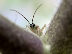 Engytatus modestus