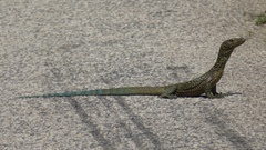 Bluetail Monitor photo 2