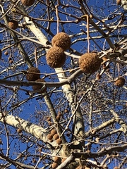 Platanus