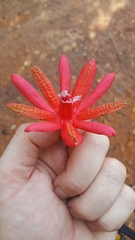 Passiflora glandulosa