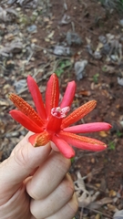 Passiflora glandulosa