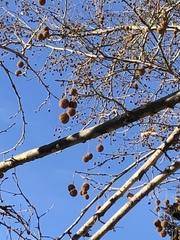 Platanus