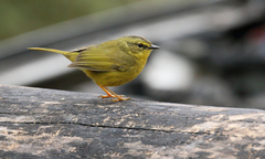 Myiothlypis bivittata