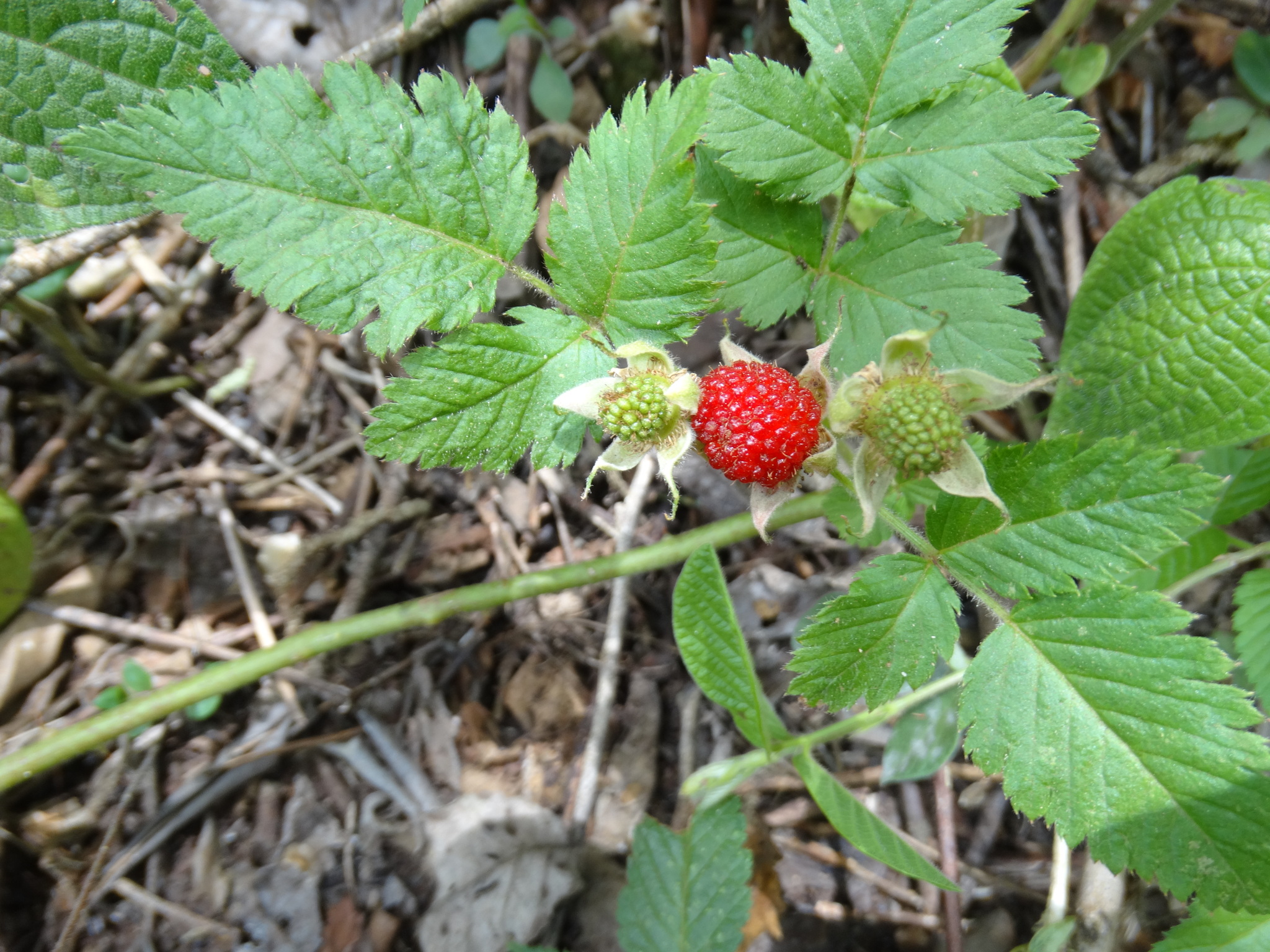 Rubus rosifolius
