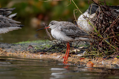 Spotted Redshank photo 5