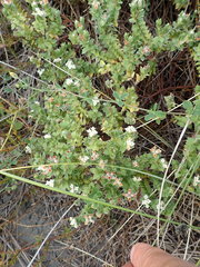 Pimelea villosa