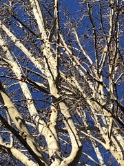 Platanus