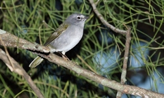 Myiothlypis leucoblephara