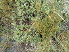 Pimelea villosa