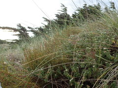 Pimelea villosa