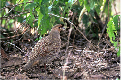Grey Francolin