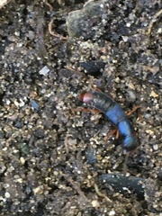 Dinothenarus saphyrinus