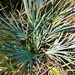 Chamaerops humilis argentea - Photo (c) osoandino, some rights reserved (CC BY-NC), uploaded by osoandino