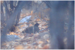 Galloperdix lunulata