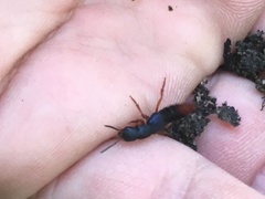 Dinothenarus saphyrinus