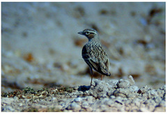 Melanocorypha bimaculata