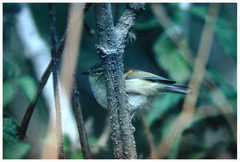 Phylloscopus pulcher