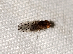 Drosophila guttifera