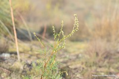 Reseda stricta