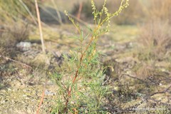 Reseda stricta