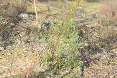 Reseda stricta