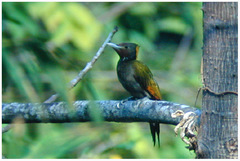 Chrysophlegma flavinucha