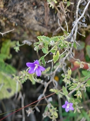 (c) Anastasia Titovets, some rights reserved (CC BY) Campanula pallida, photograph (c) Anastasia Titovets, some rights reserved (CC BY)