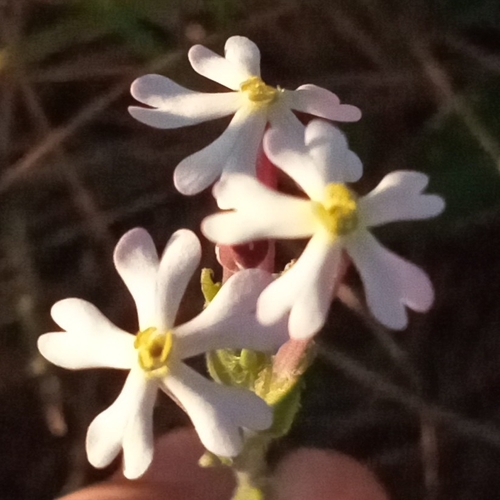 Cape Drumsticks (Zaluzianskya capensis)
