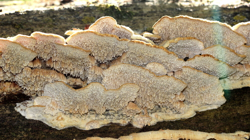 Deer-colored Trametes
