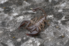 Euscorpius carpathicus