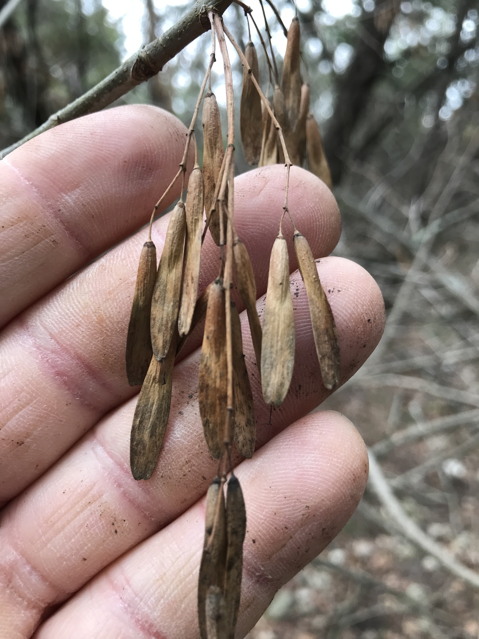 White Ash Seed