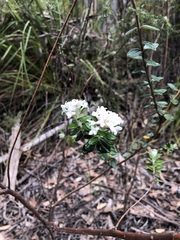 Pimelea nivea