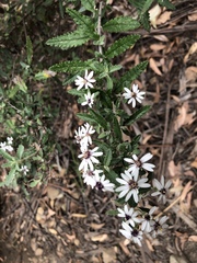 Olearia stellulata