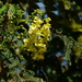 Caesalpinia decapetala - Photo (c) Dinesh Valke, algunos derechos reservados (CC BY-NC-SA)