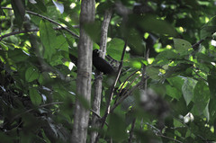 Amblycercus holosericeus