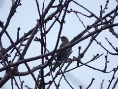 Turdus iliacus