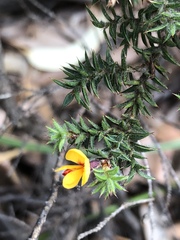 Pultenaea juniperina