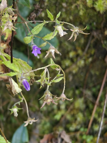 Himalayan bellflower (Campanula pallida)