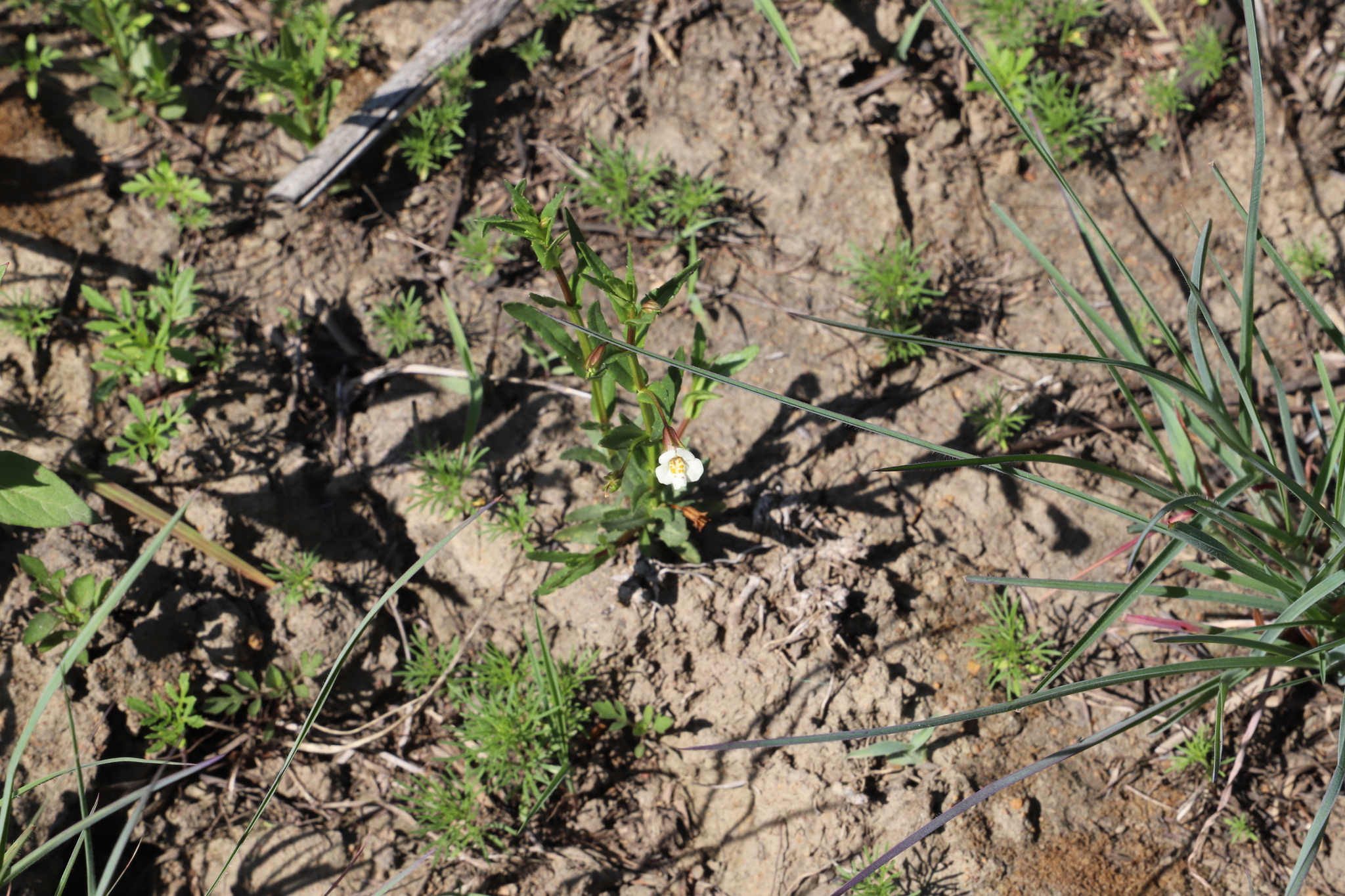 Slender Monkeyflower (Mimulus gracilis)