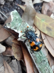 Nicrophorus carolina