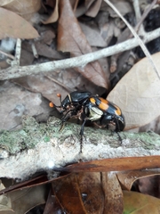 Nicrophorus carolina