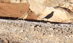 Upucerthia validirostris