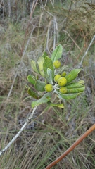 Pittosporum pachyphyllum